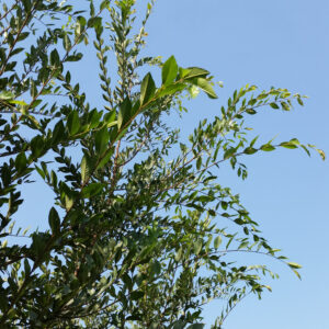 Ulmus parvifolia ‘Drake’ – Chinese Elm