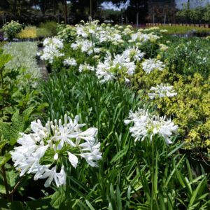 Agapanthus africanus ‘Albus’ – White Lily of the Nile