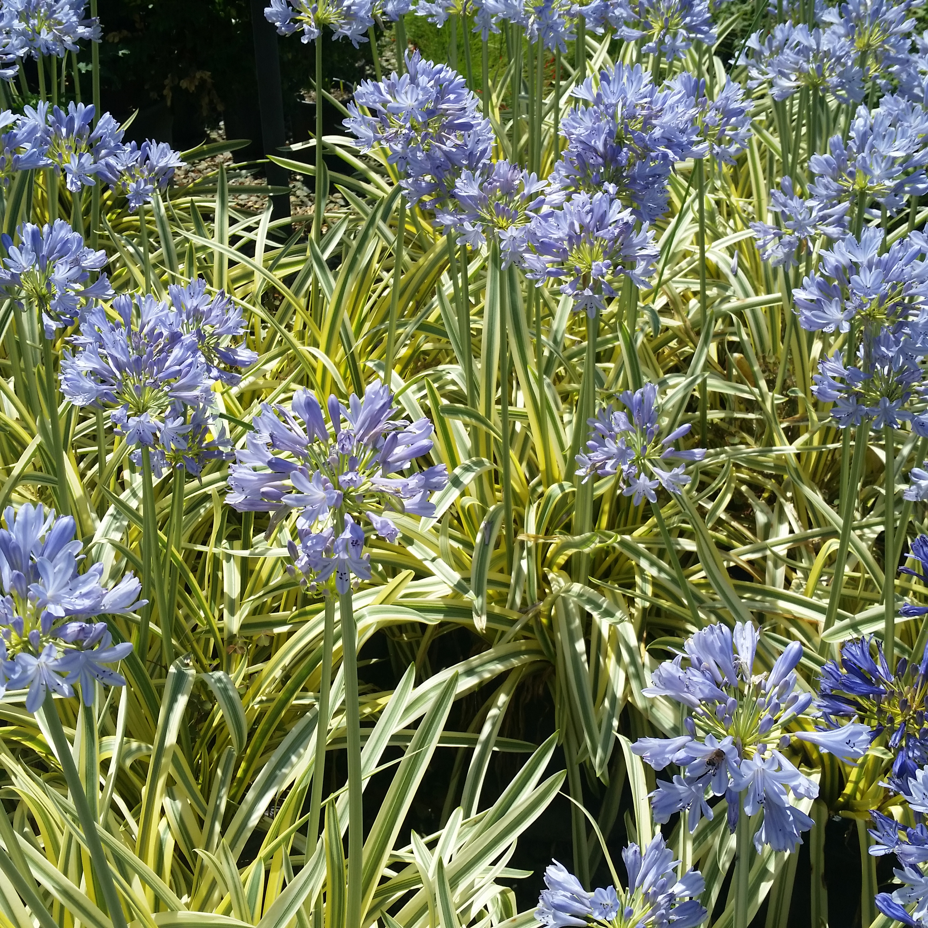 Agapanthus Queen Of The Nile Lily Of The Nile Mid Valley Trees