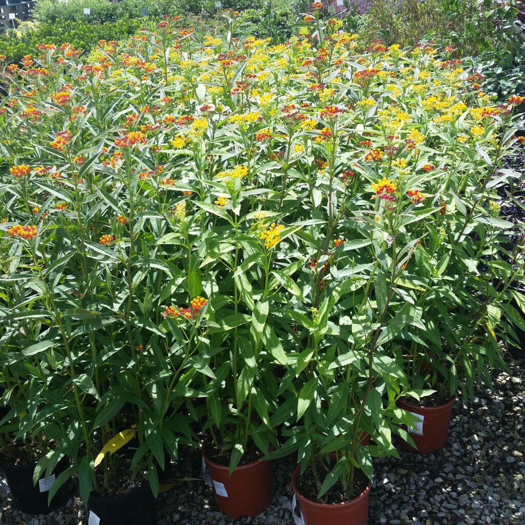 Asclepias Curassavica 'Silky Deep Red' - Scarlet Butterflyweed - Mid ...