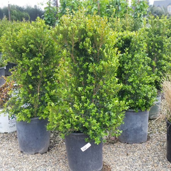 Buxus Microphylla Var Japonica Winter Gem Boxwood Mid Valley Trees