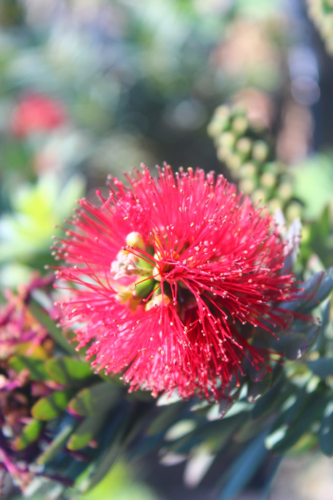 Callistemon Citrinus 'Little John' - Dwarf Bottlebrush - Mid Valley Trees