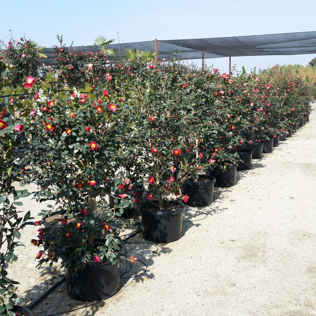 Camellia sasanqua 'Yuletide' - Mid Valley Trees