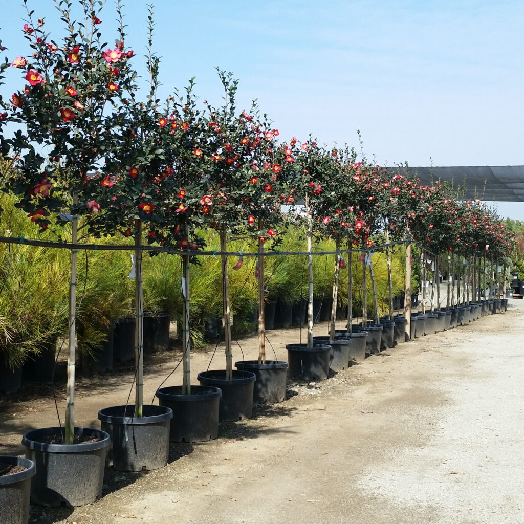 Camellia sasanqua 'Yuletide' - Mid Valley Trees