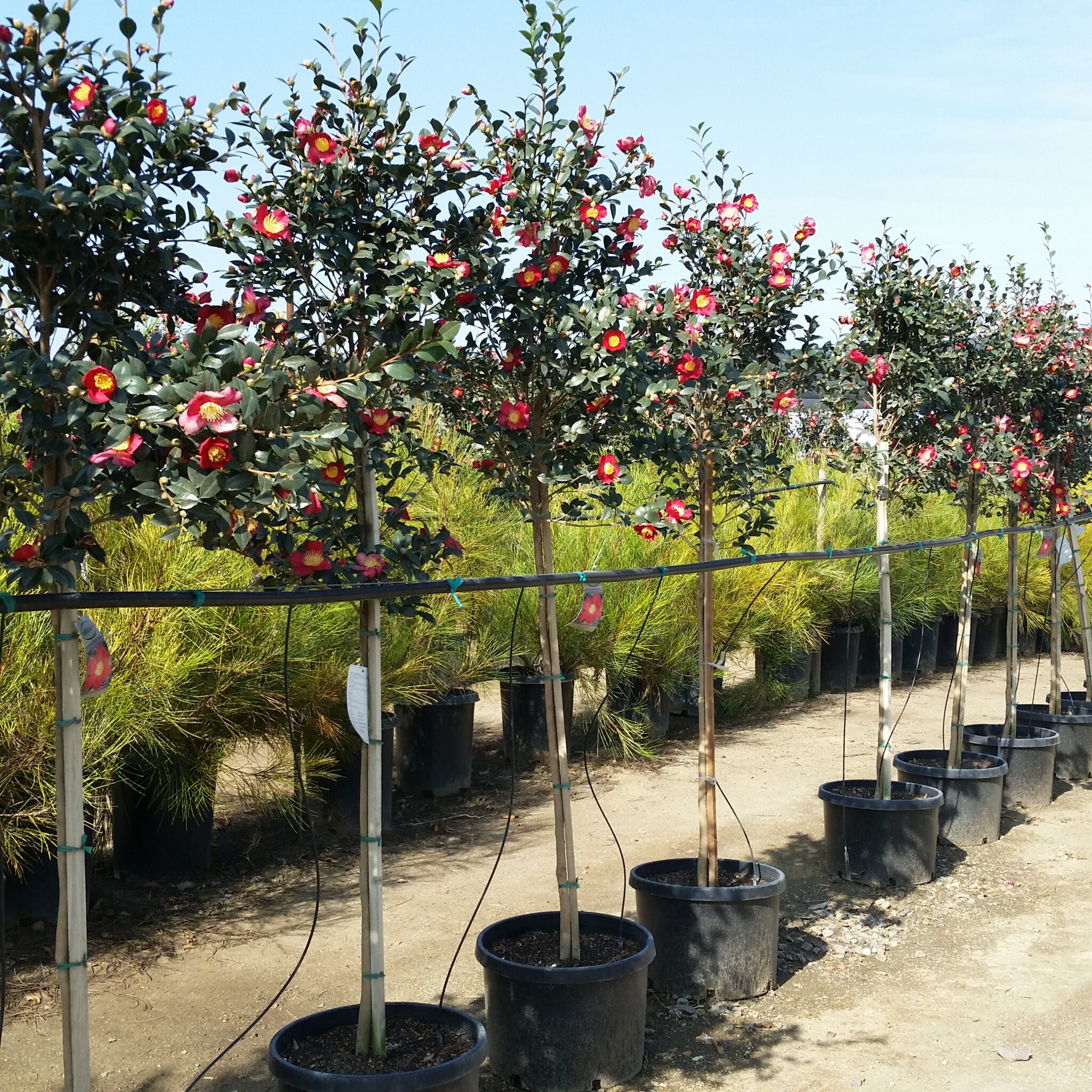 Camellia sasanqua 'Yuletide' - Mid Valley Trees