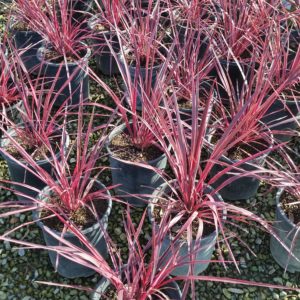 Cordyline ‘Electric Pink’