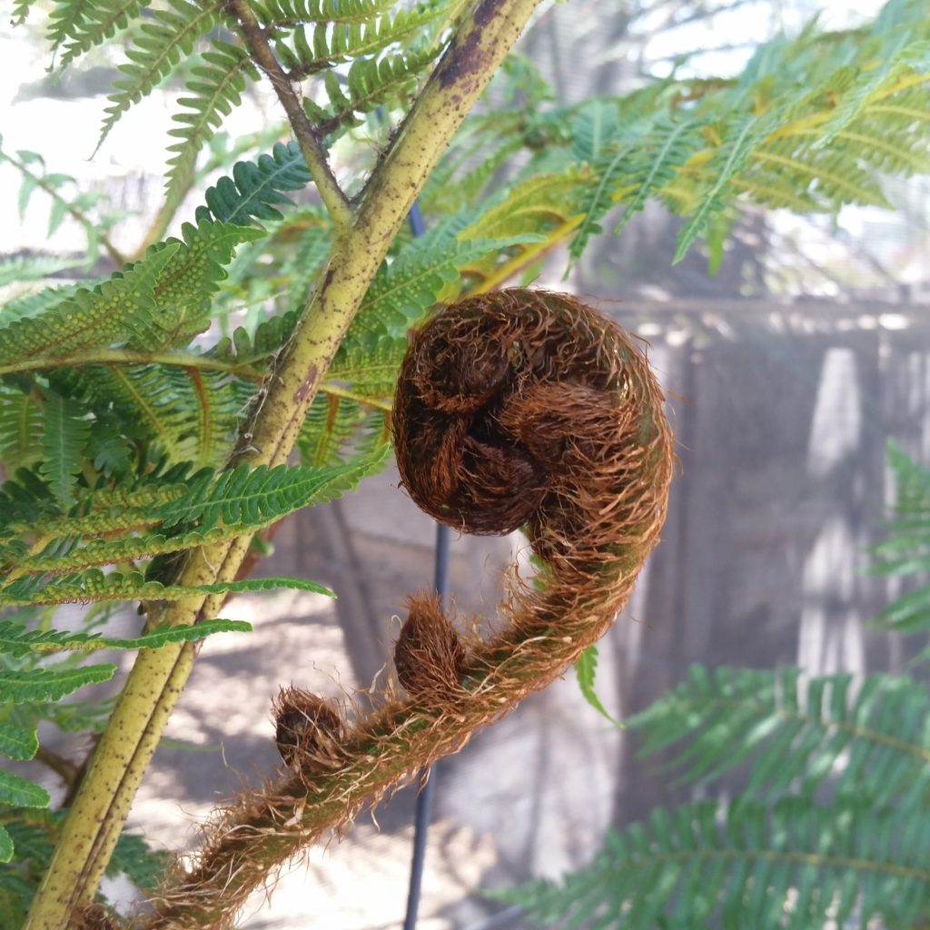 Cyathea australis Australian Tree Fern Mid Valley Trees