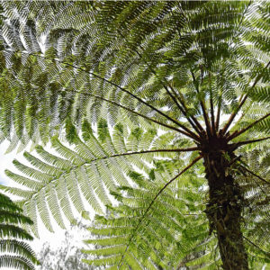 Cyathea australis – Australian Tree Fern