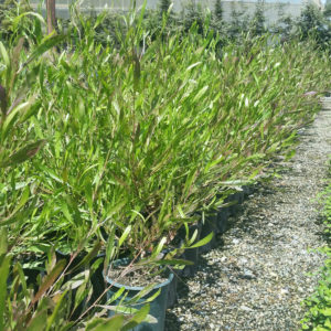 Dodonaea viscosa ‘Purpurea’ – Purple Hopseed Bush