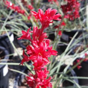 Hesperaloe parviflora ‘Brakelights’ – Texas Red Yucca
