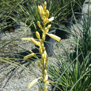 Hesperaloe parviflora ‘Yellow’ – Texas Yellow Yucca