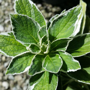 Hydrangea macrophylla ‘Variegata’ – Variegated Lacecap Hydrangea