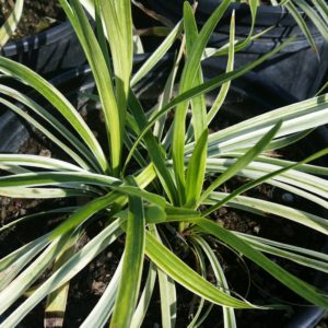 Liriope muscari ‘Silvery Sunproof’ – Variegated Lilyturf
