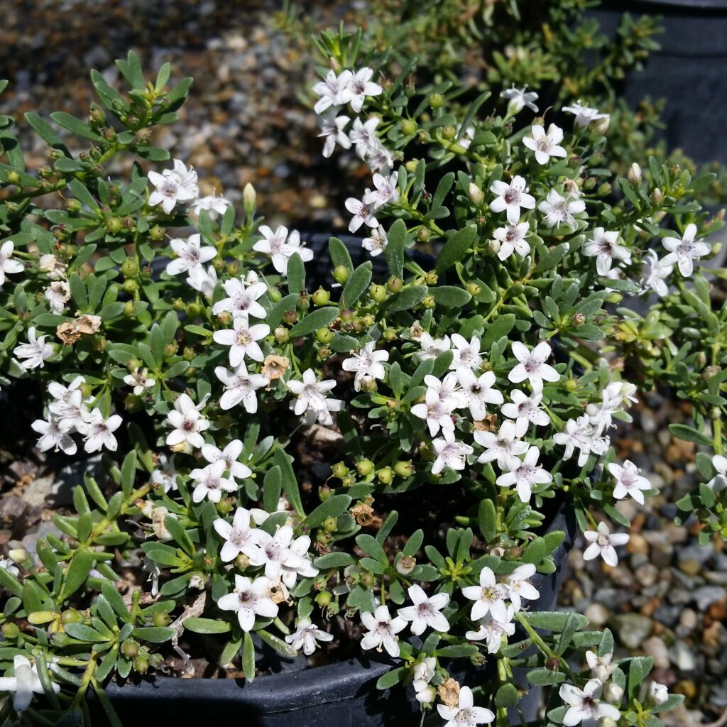 Myoporum parvifolium White - Australian Racer - Mid Valley Trees