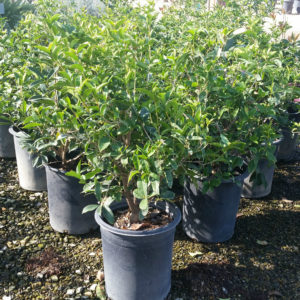 Osmanthus fragrans – Sweet Olive