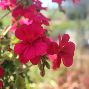 Pelargonium ‘Red’ Geranium