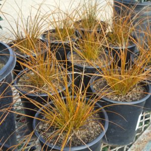 Carex testacea – New Zealand Orange Sedge