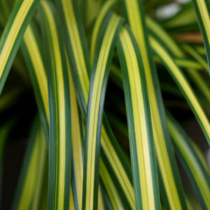 Carex oshimensis EverColor® ‘Eversheen’ – Carex