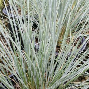 Helictotrichon sempervirens ‘Sapphire’ – Blue Oat Grass