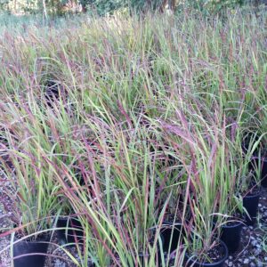 Imperata cylindrica ‘Red Baron’ – Japanese Blood Grass