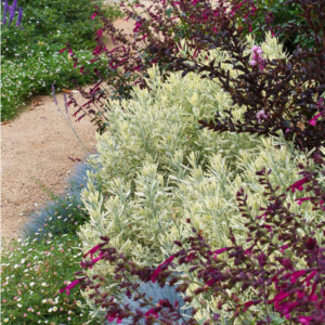 Lavandula allardii ‘Meerlo’ – Lavender