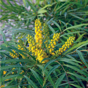 Mahonia ‘Soft Caress’ – Oregon Grape Holly