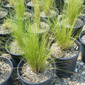 Nassella tenuissima – Feather Grass