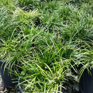 Ophiopogon japonicus – Mondo Grass