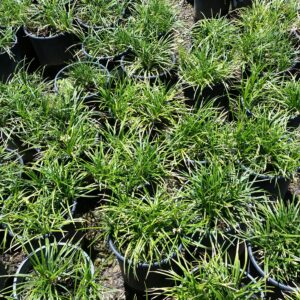 Ophiopogon japonicus ‘Nana’ – Dwarf Mondo Grass