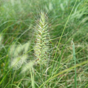 Pennisetum alopecuroides ‘Little Bunny’ – Dwarf Fountain Grass