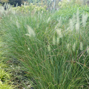 Pennisetum alopecuroides ‘Little Bunny’ – Dwarf Fountain Grass