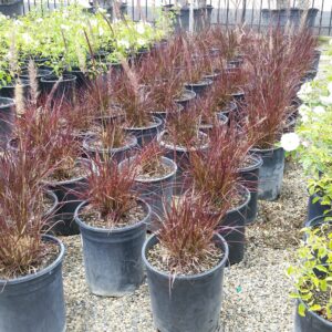 Pennisetum alopecuroides ‘Fireworks’ – Fountain Grass