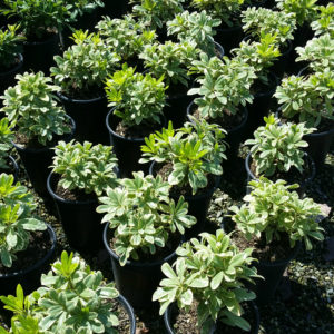 Pittosporum tobira ‘Variegatum’ – Variegated Mock Orange