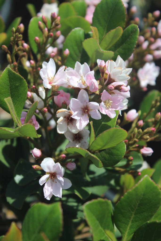 Rhaphiolepis Indica 'Ballerina' - Indian Hawthorn - Mid Valley Trees