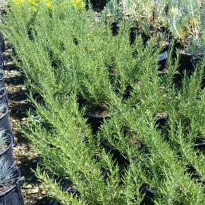 Rosmarinus officinalis ‘Tuscan Blue’ – Rosemary