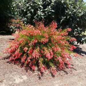 Russelia equisetiformis – Firecracker Plant
