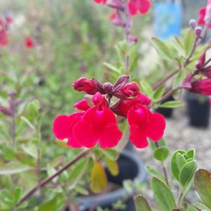 Salvia greggii ‘Furman’s Red’ – Autumn Sage
