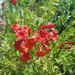 Tecoma x ‘Crimson Flare’ – Trumpet Bush