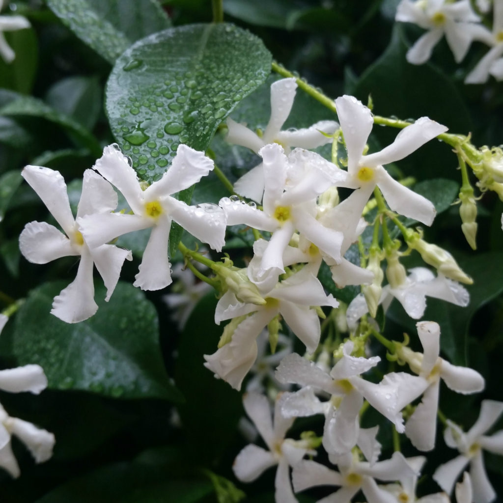 Trachelospermum Jasminoides Star Jasmine Mid Valley Trees