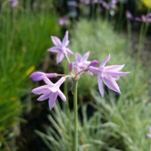 Tulbaghia violacea ‘Variegata’ – Variegated Society Garlic