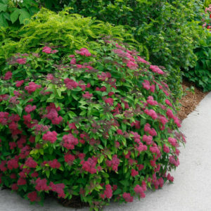 Spiraea japonica Double Play® ‘Red’ – Spirea