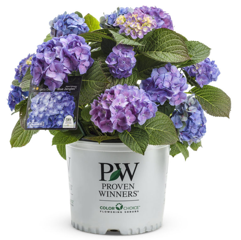 Hydrangea Macrophylla Let's Dance® 'blue Jangles®' - Bigleaf Hydrangea 