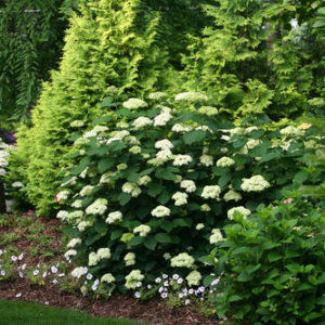 Hydrangea arborescens ‘Lime Rickey’ – Smooth Hydrangea