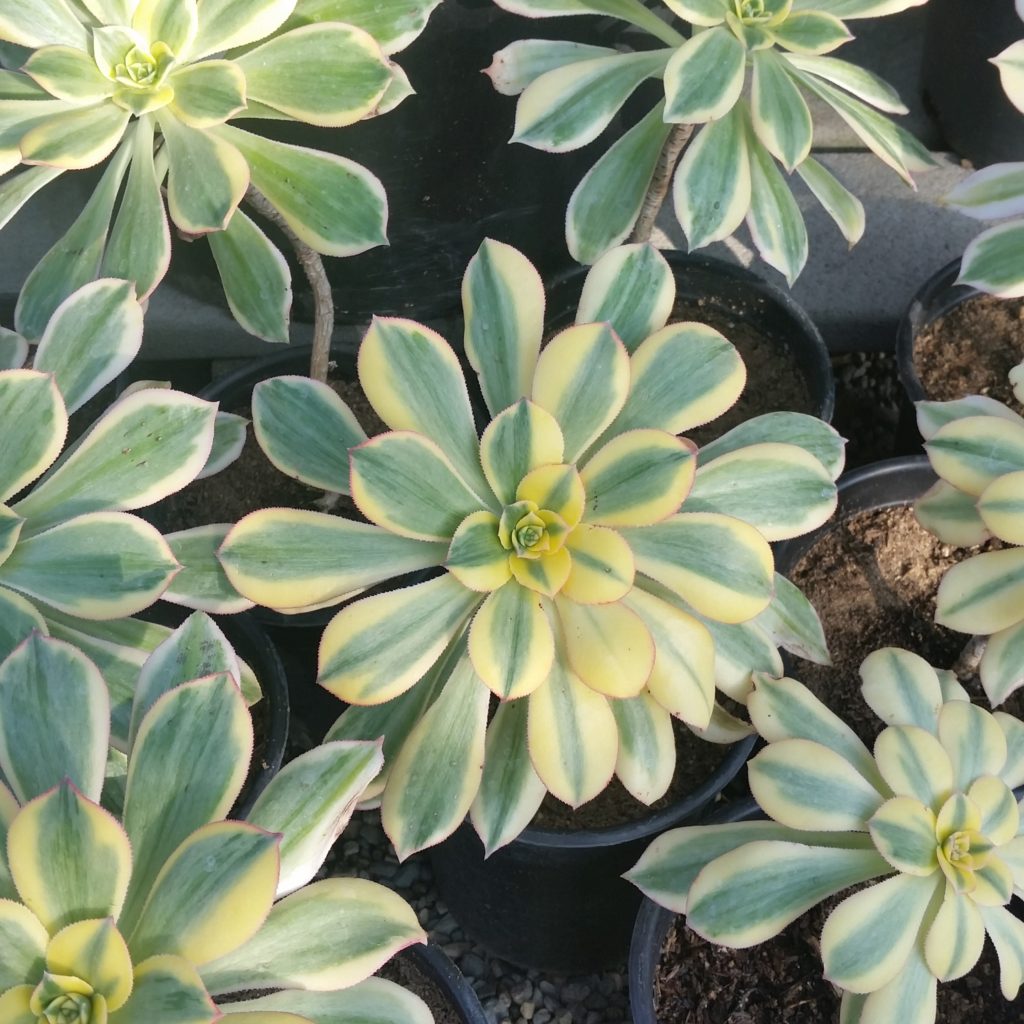 Aeonium Sunburst Mid Valley Trees