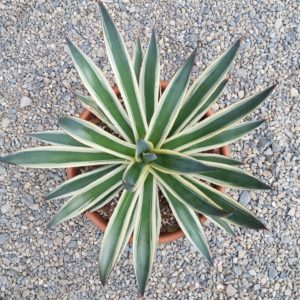 Agave ‘Blue Glow Variegated’