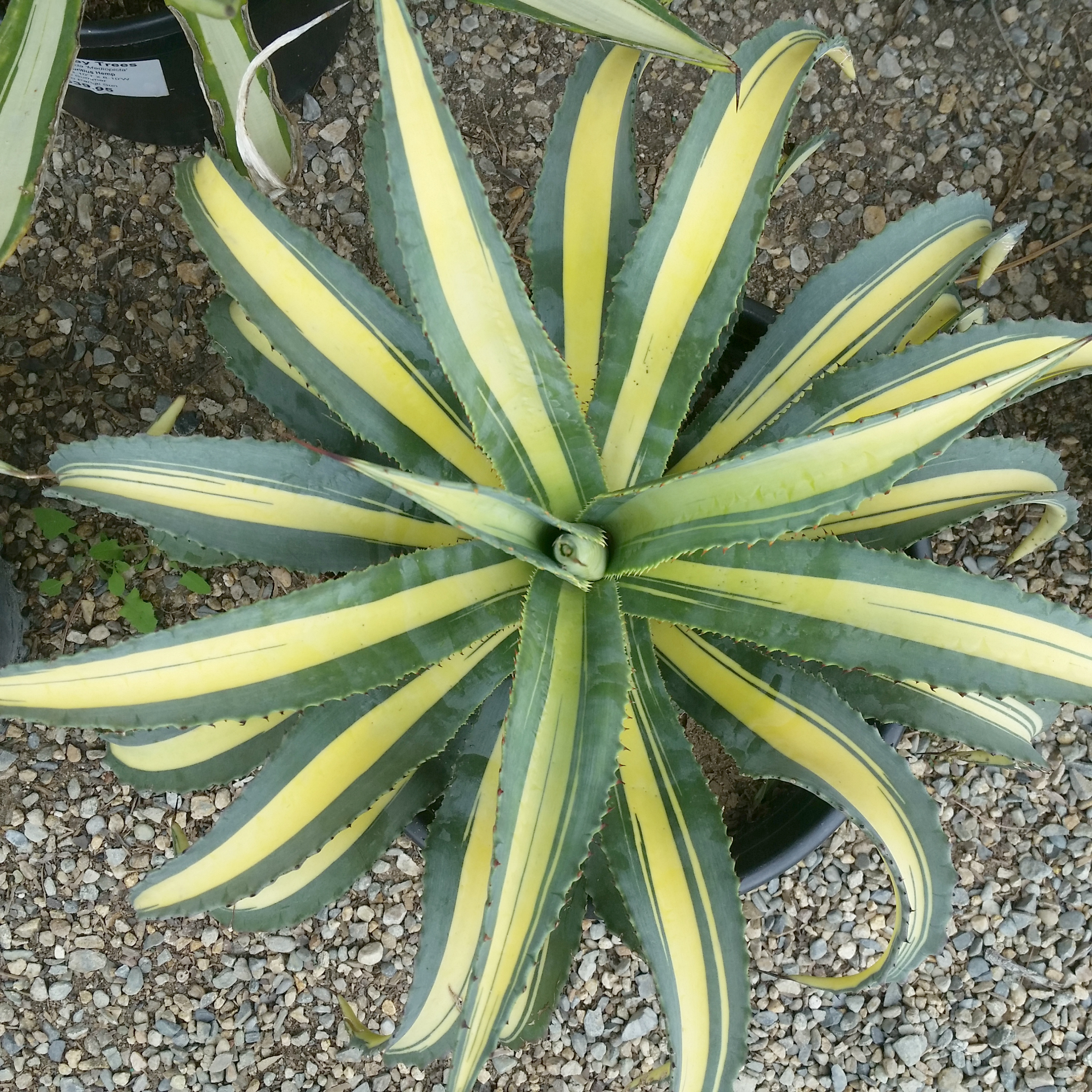 Agave Americana Var Mediopicta Variegated Century Plant Mid Valley 