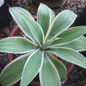 Agave attenuata ‘Ray of Light’ – Variegated Foxtail Agave