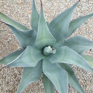 Agave franzosinii – Majestic Agave SOLD OUT