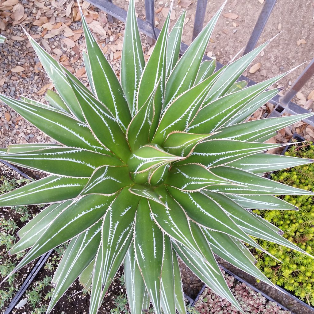 agave-impressa-masparillo-agave-sold-out-mid-valley-trees