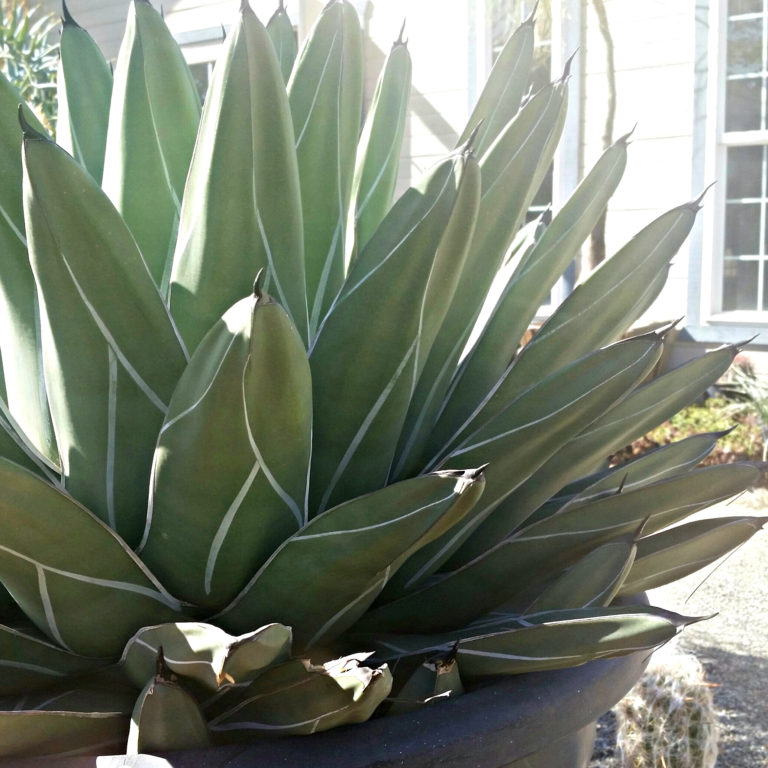 Agave nickelsiae - King Ferdinand Agave - Mid Valley Trees